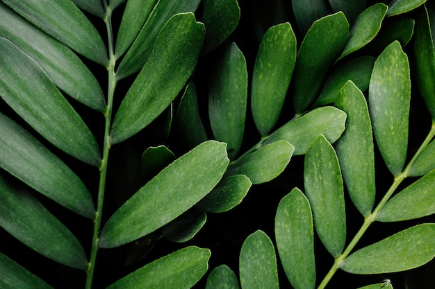 Free Photo | Backdrop of green leaves