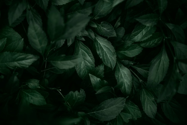 Backdrop of green leaves