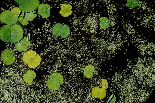 Backdrop of lotus leaves and duckweeds floating on water