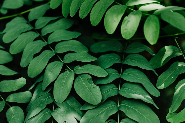 植物の自然の緑の葉の背景