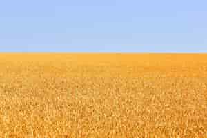 Free photo backdrop of ripening of yellow wheat field on the blue sky background. nature photo. idea of a rich harvest