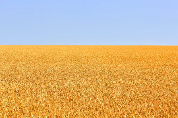 Backdrop of ripening of yellow wheat field on the blue sky background. Nature photo. Idea of a rich harvest