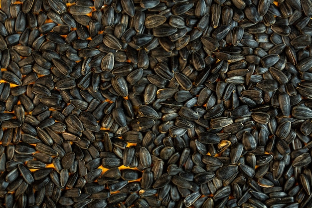 검은 해바라기 씨앗 평면도의 배경