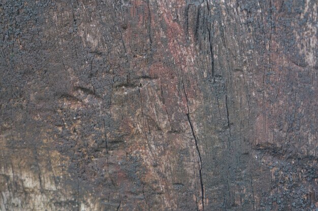 background brown tree macro raw