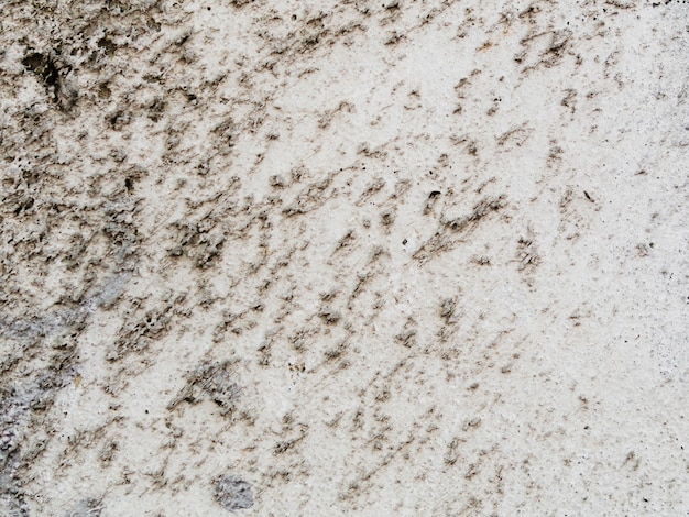 Background of cement wall texture with lichen