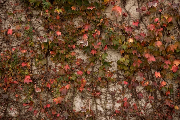 Background of concrete wall with vegetation