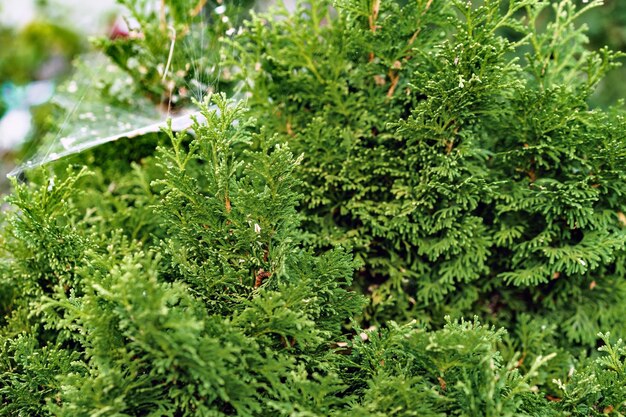 Background of coniferous plant branches close up