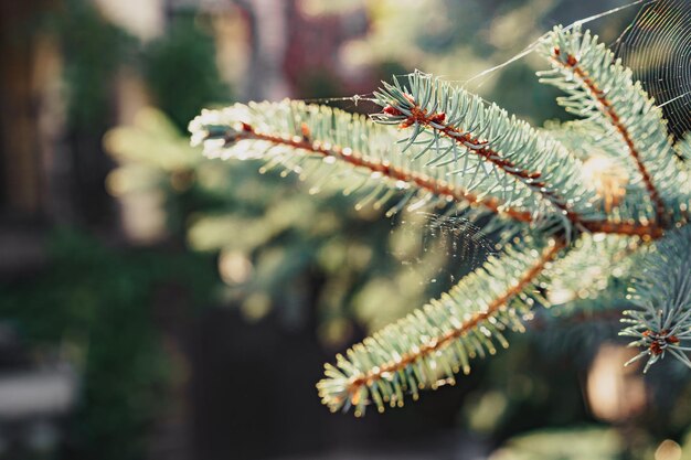 Background of coniferous plant branches close up