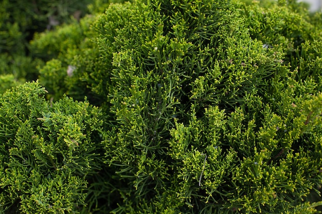 Background of coniferous plant branches close up