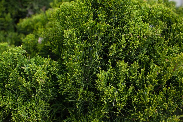 Background of coniferous plant branches close up