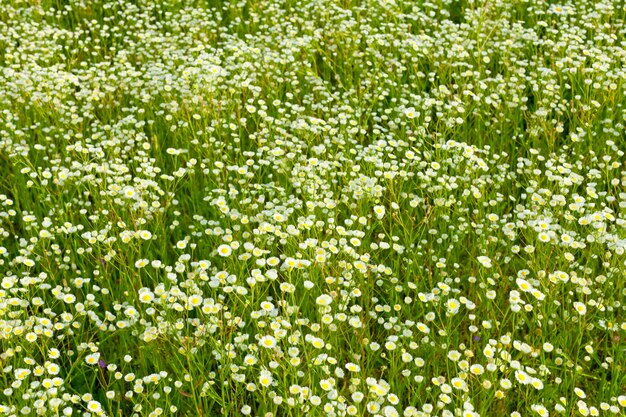 Background of daisy meadow