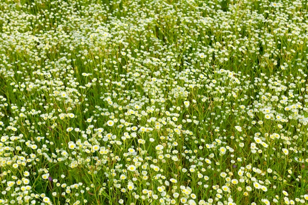 デイジー牧草地の背景