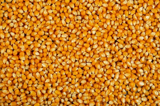 Background of dried corn seeds top view