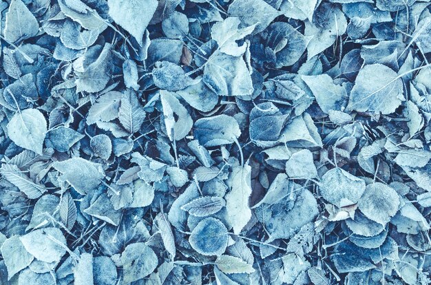 Background of fallen leaves covered with frost and snow. toned and blue