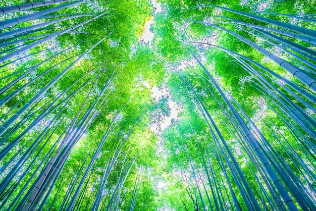 Бесплатное фото Фон забор дерево бамбук натуральный