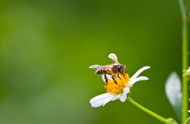 Free photo background flora spring closeup petal