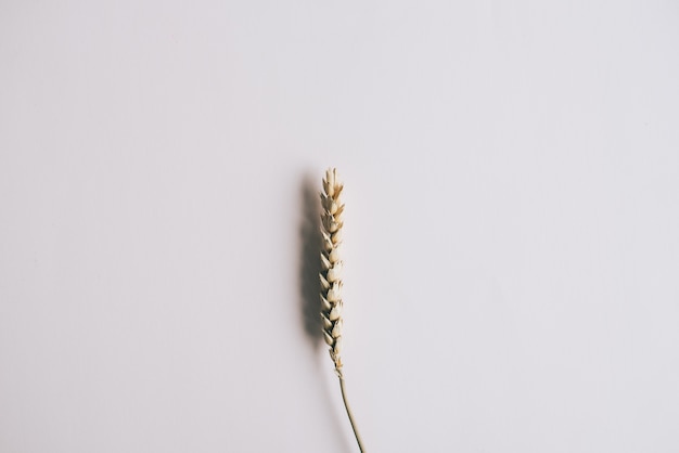 捋虎须