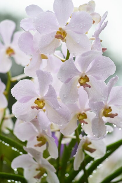 美しい白い背景の花夏