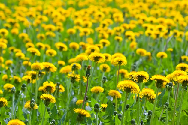 Background of flowers