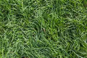 Free photo background of fresh green grass