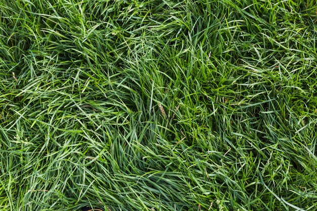 Background of fresh green grass