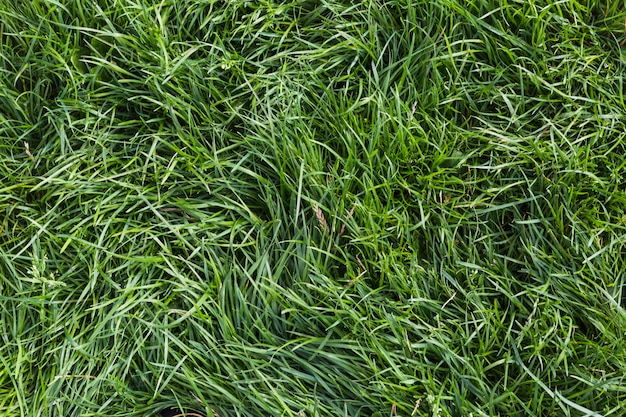 신선한 녹색 잔디의 배경
