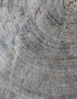 Background from cross section of tree trunk abstract texture from the rings of old weathered wood