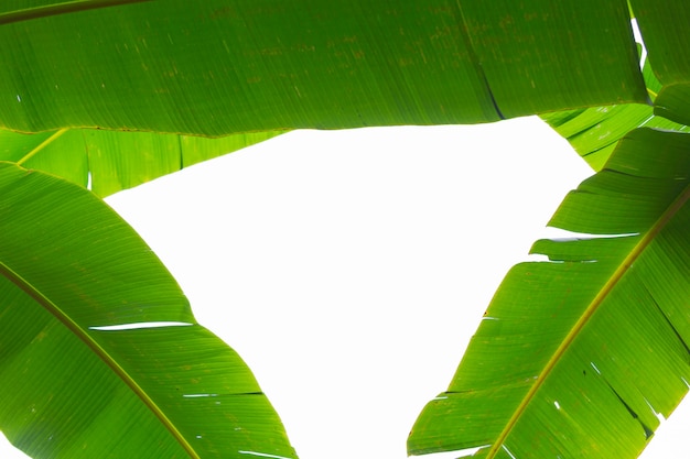 Background of green banana leaves, forest.