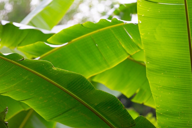 Background of green banana leaves, forest.