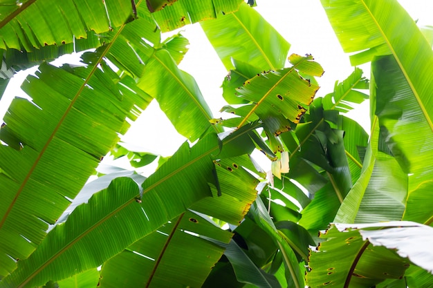 緑のバナナの葉、森の背景。
