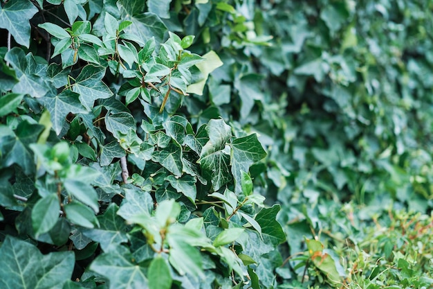 Background of green ivy leaves Closeup idea for a screensaver or background