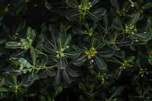 Free photo background of green leaves with buds