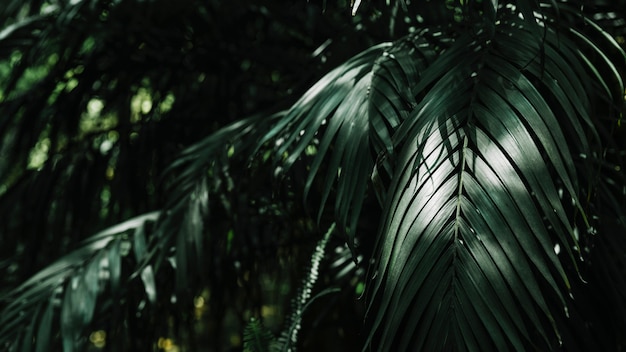 Background of green palm leaves