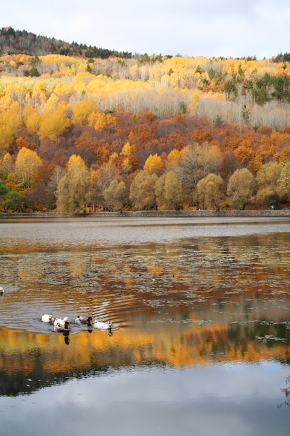 Free photo background landscape yellow forest session