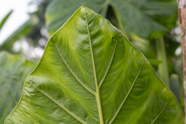 Background leaf pattern and design.