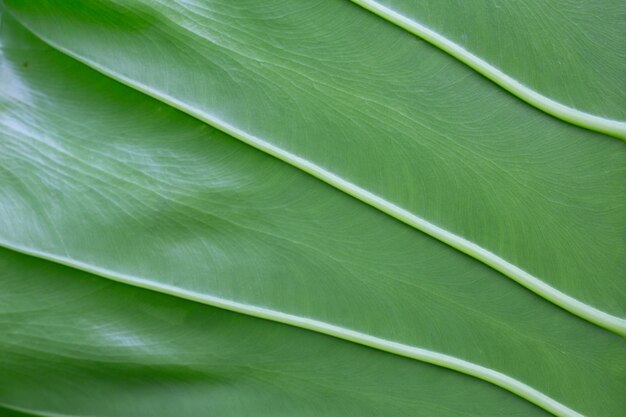 Background leaf pattern and design.