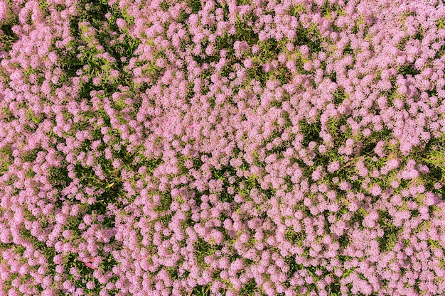 小さなピンクの花の背景