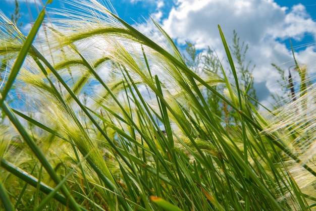 緑​の​大麦​の​クローズアップ​の​ふわふわ​小​穂​の​背景​青い​空​と​草