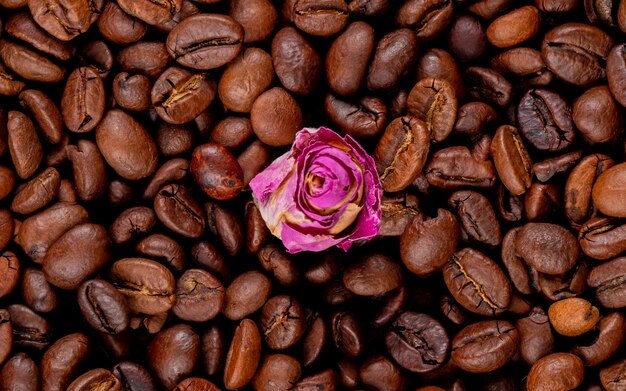 Background of roasted coffee beans with rose bud in the middle top view