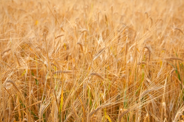 Background of  rye ears