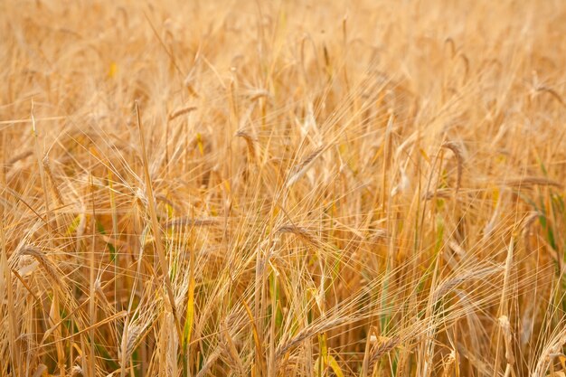 Background of  rye ears