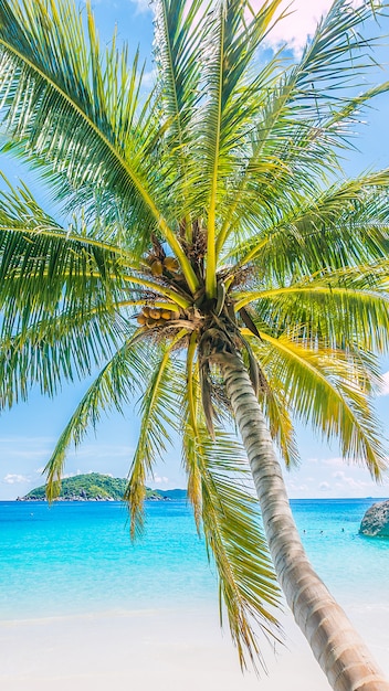 背景の海のココナッツパラダイスカリブ海