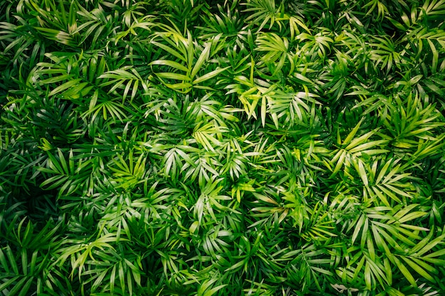 녹색 잎 봄 식물의 배경
