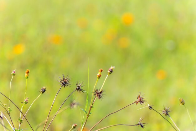 background summer cheerful grass light