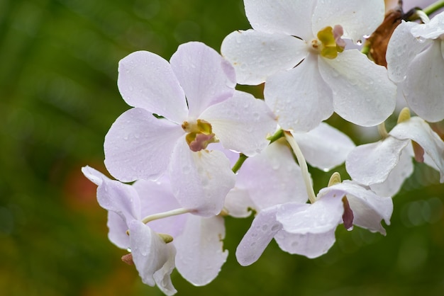 Free photo background summer macro plant spring