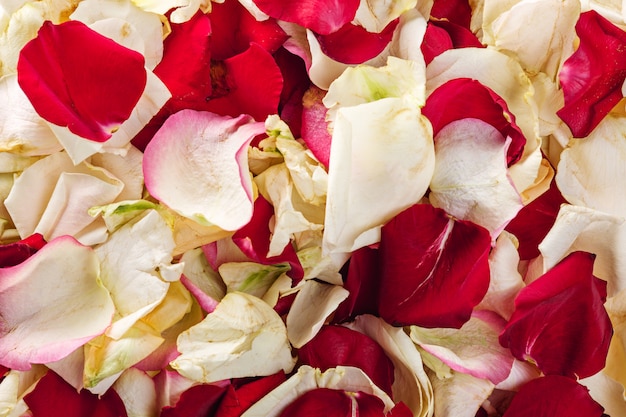 Background texture of beautiful delicate pink rose petals