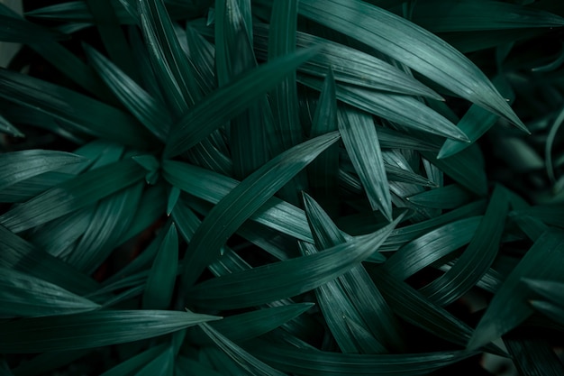 Background texture of natural leaves in dark green.