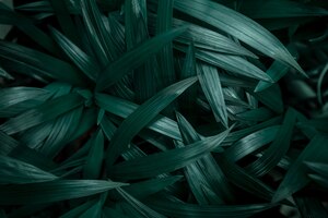 background texture of natural leaves in dark green.