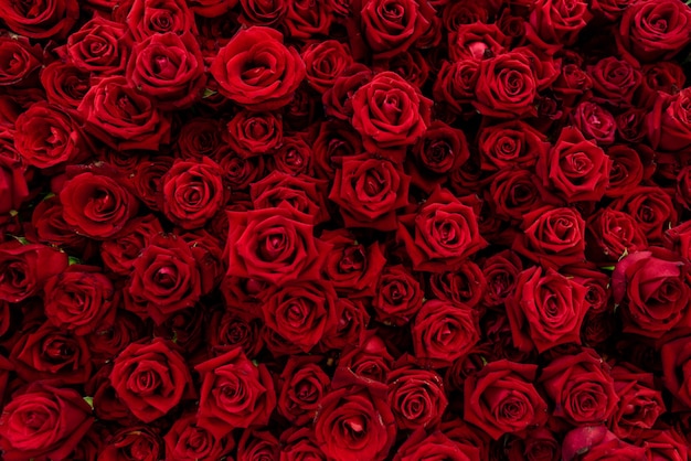붉은 꽃 장미의 배경 텍스처입니다. 빨간 장미는 사랑과 낭만적 의미 프리미엄 사진