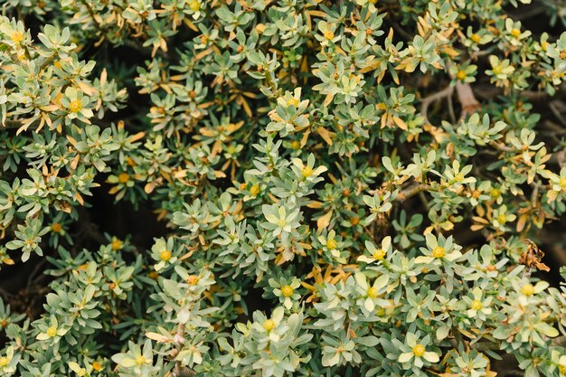 Background of a tree branch